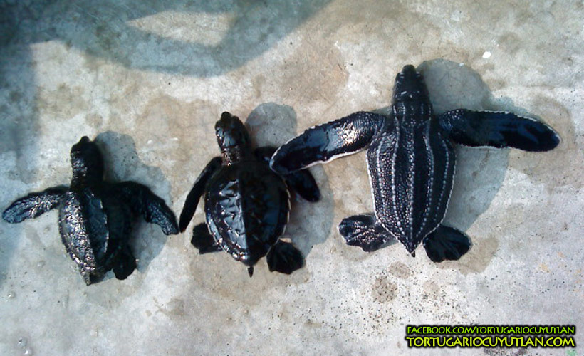 Tortugas pequeñas en la playa