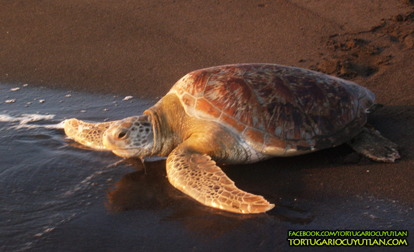 Tortugota