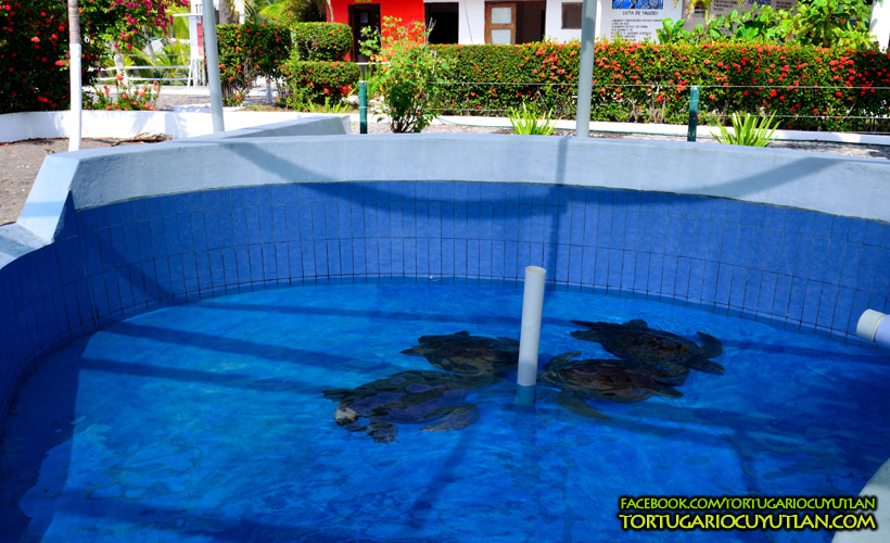 Estanques de tortugas