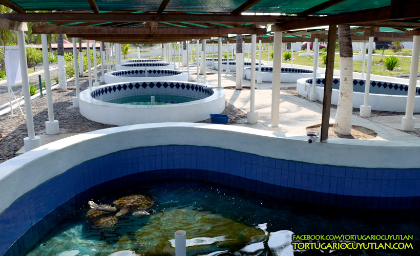 Estanques de tortugas 2