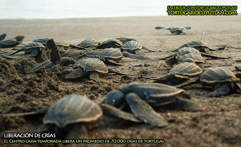 Liberación de tortugas 2